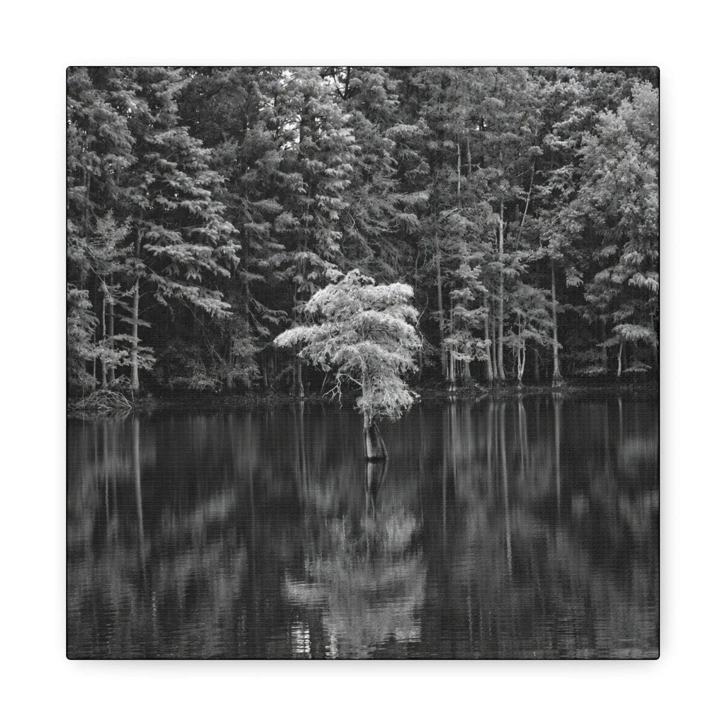 Marsh Solitary Tree Canvas