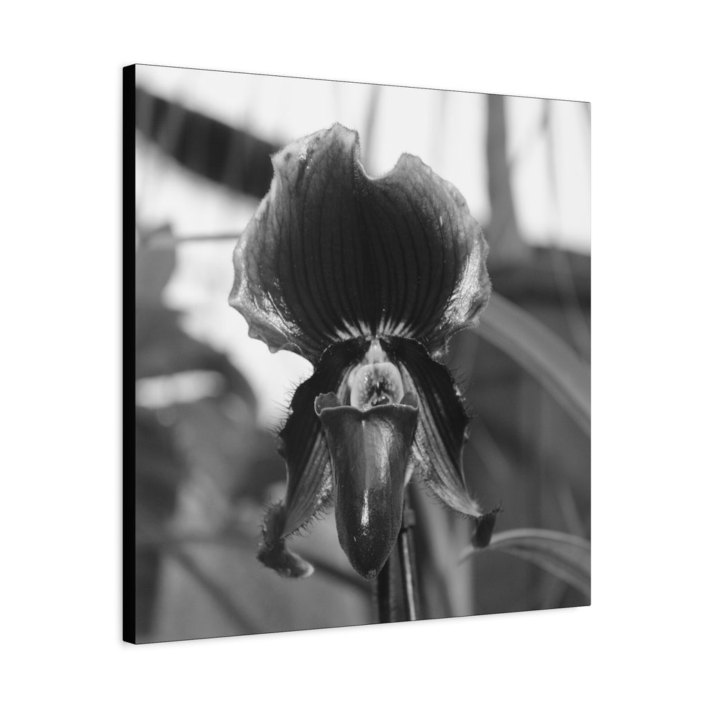 Lady Slipper Canvas 1