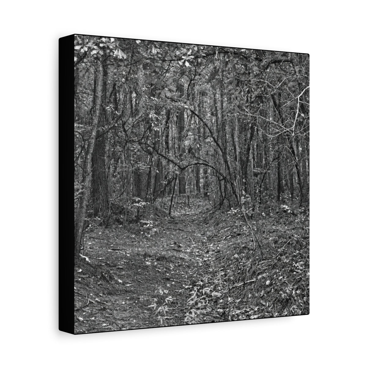 Forest Path Canvas