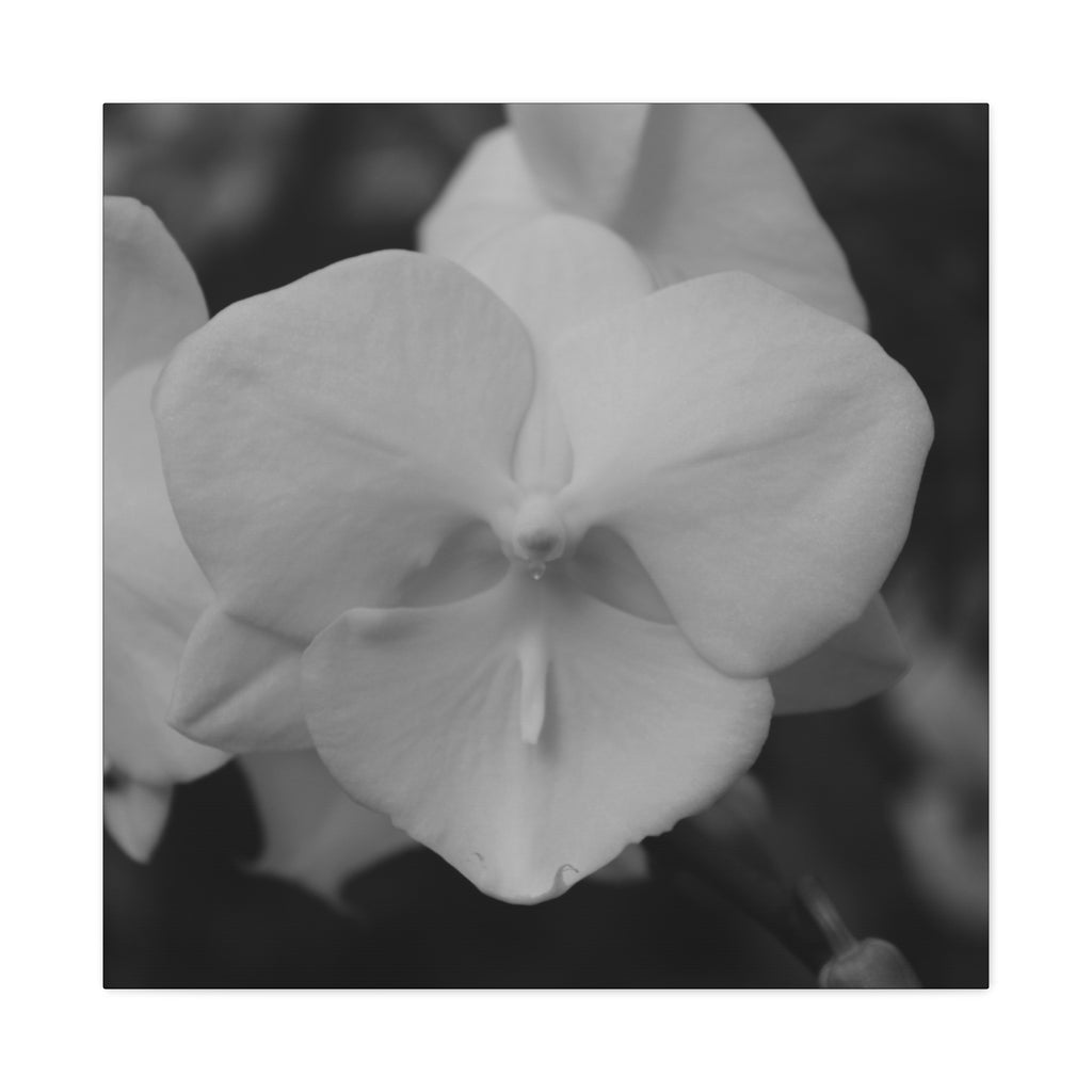 Orchid Canvas 1