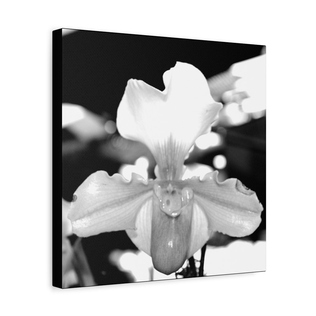Lady Slipper Canvas 3