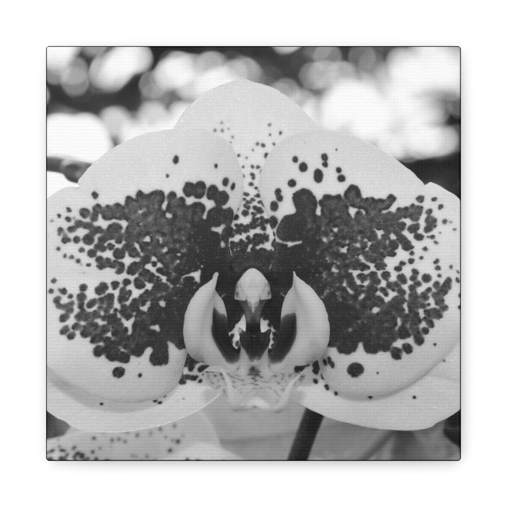 Orchid Canvas 5