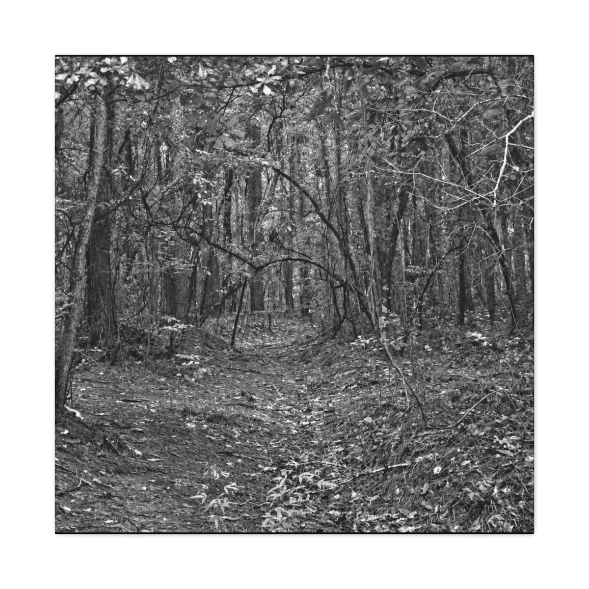 Forest Path Canvas