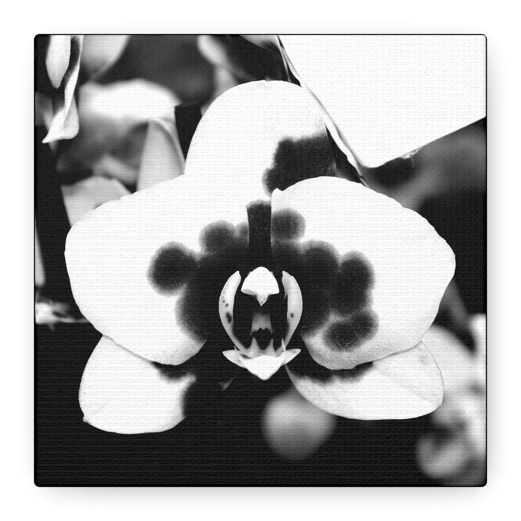 Orchid Canvas 3