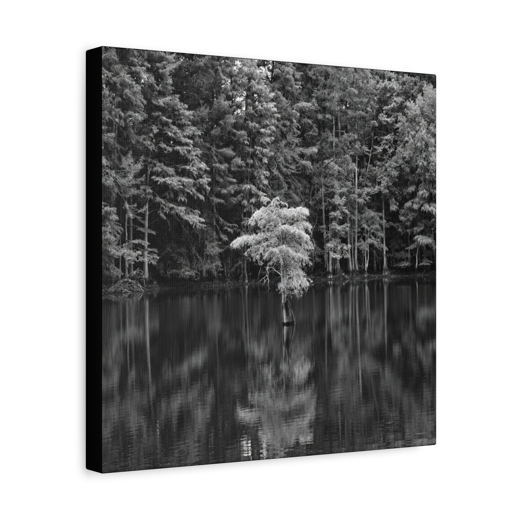 Marsh Solitary Tree Canvas