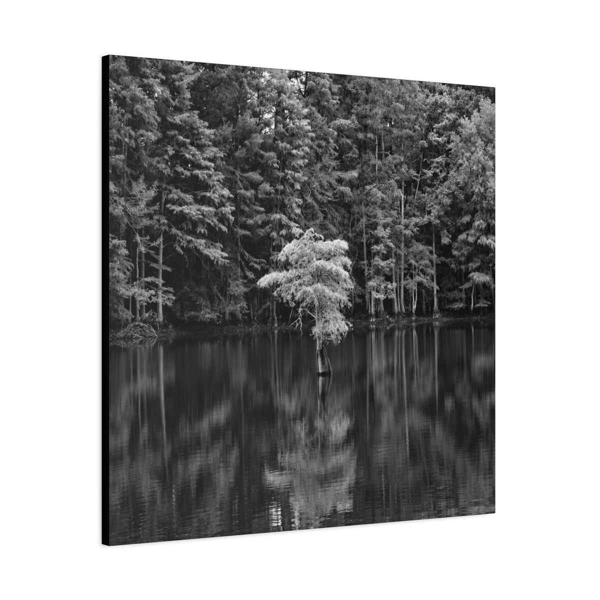 Marsh Solitary Tree Canvas