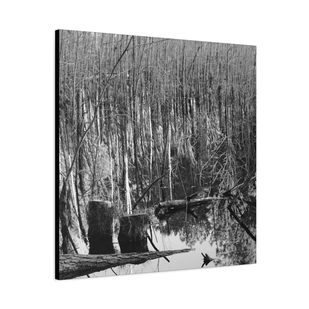 Marsh Stumps Canvas