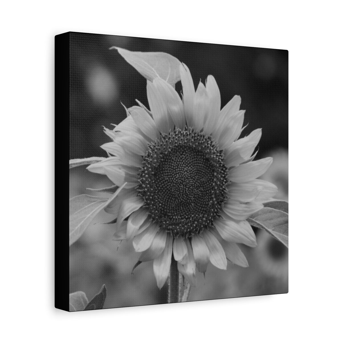 Sunflower Canvas