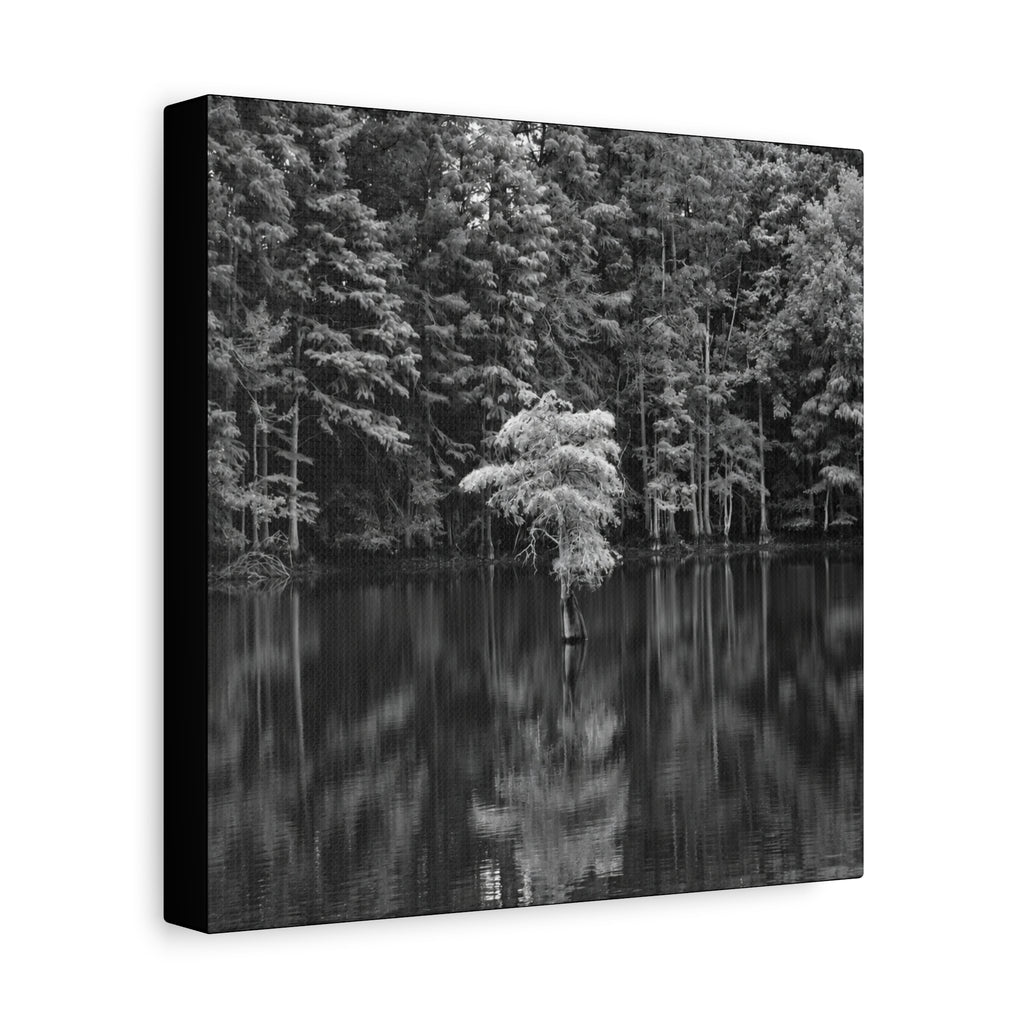 Marsh Solitary Tree Canvas