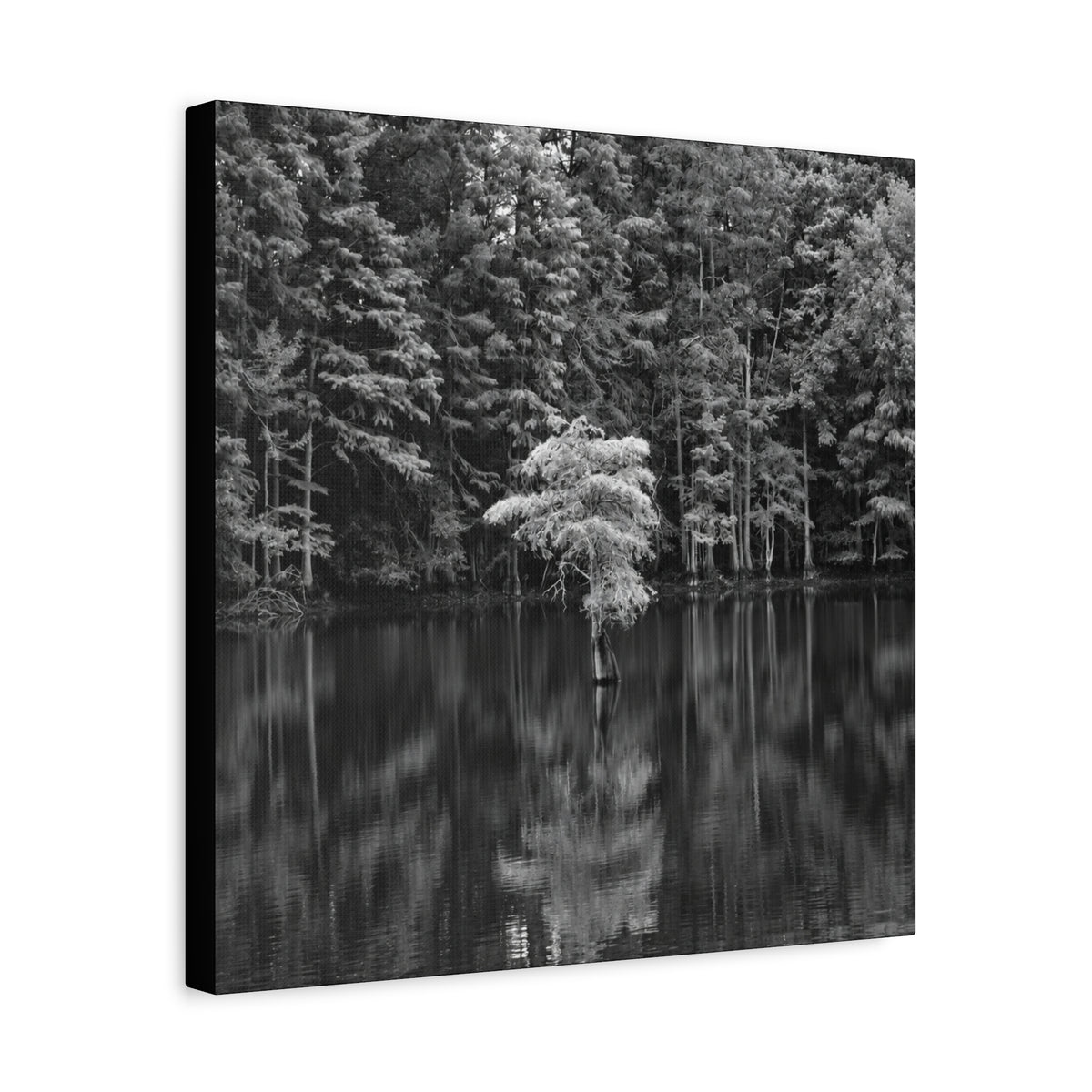 Marsh Solitary Tree Canvas