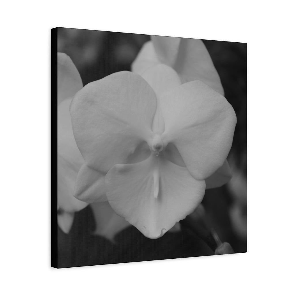 Orchid Canvas 1