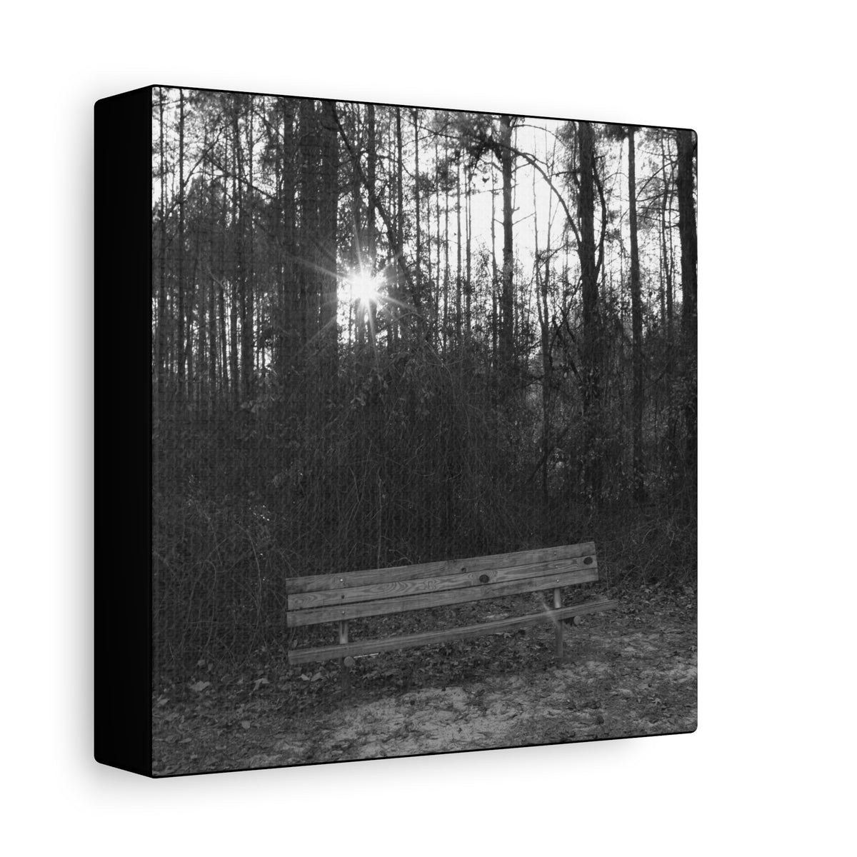 Forest Bench Canvas
