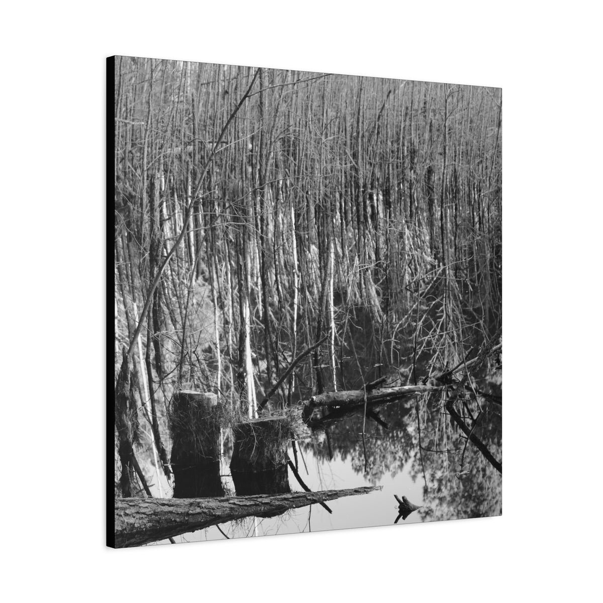 Marsh Stumps Canvas