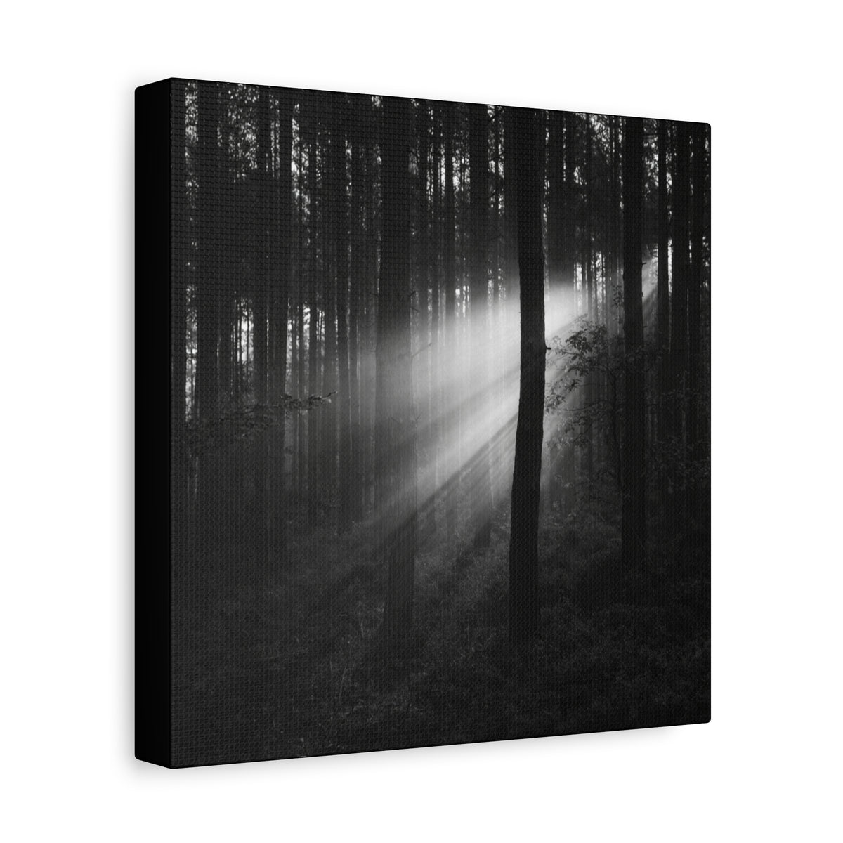 Sun Through Trees Canvas