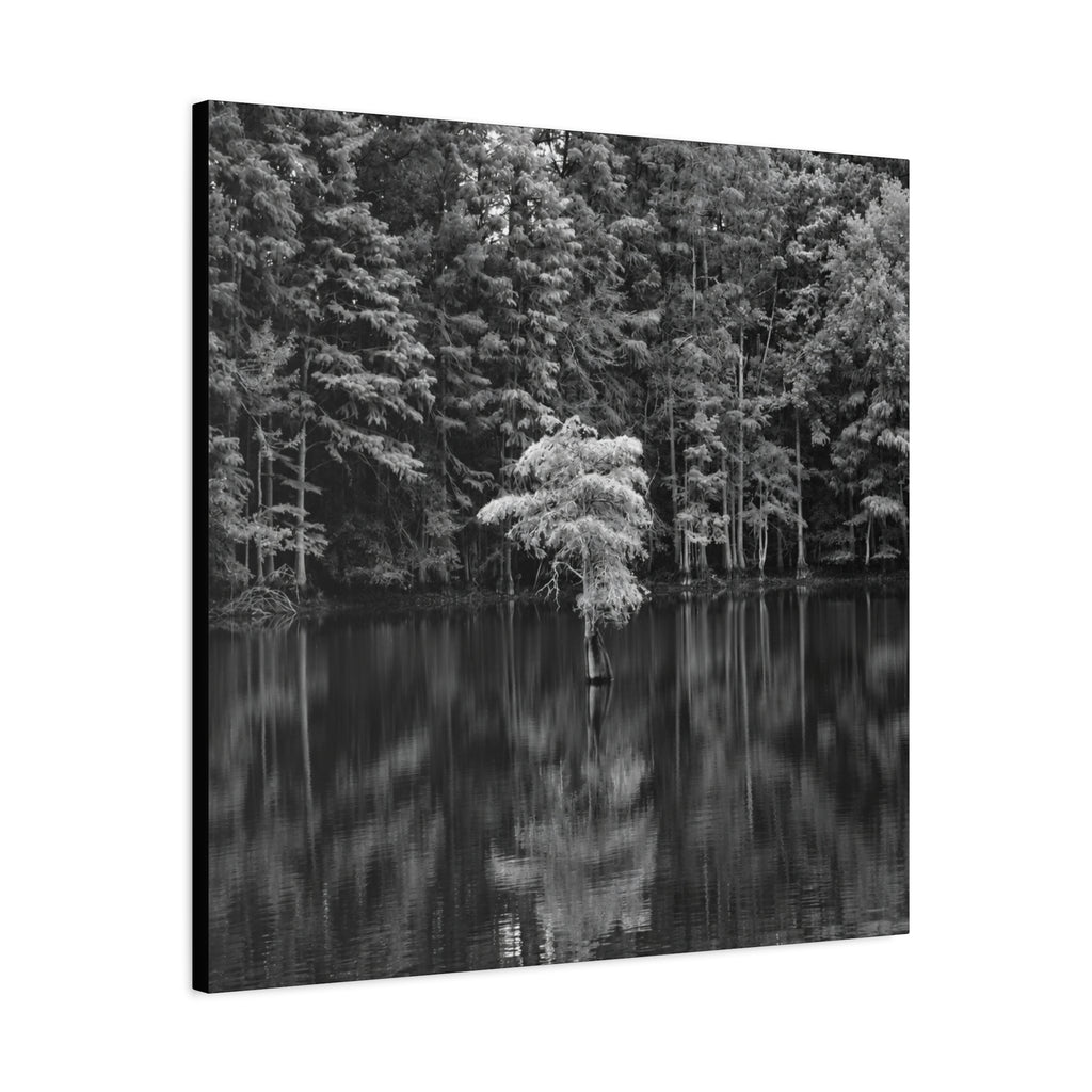 Marsh Solitary Tree Canvas