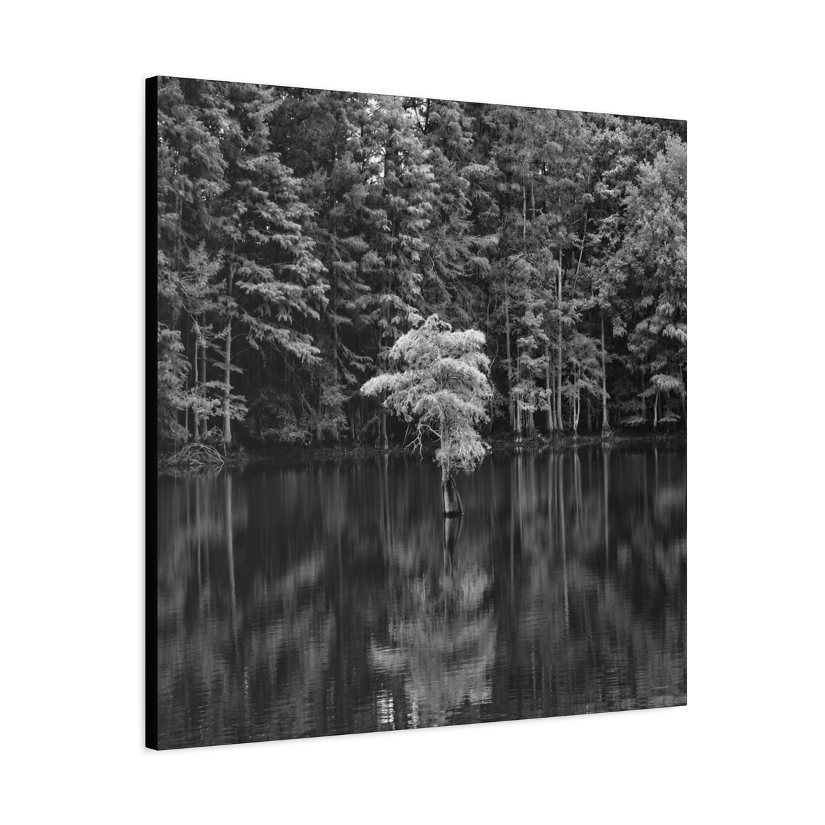 Marsh Solitary Tree Canvas