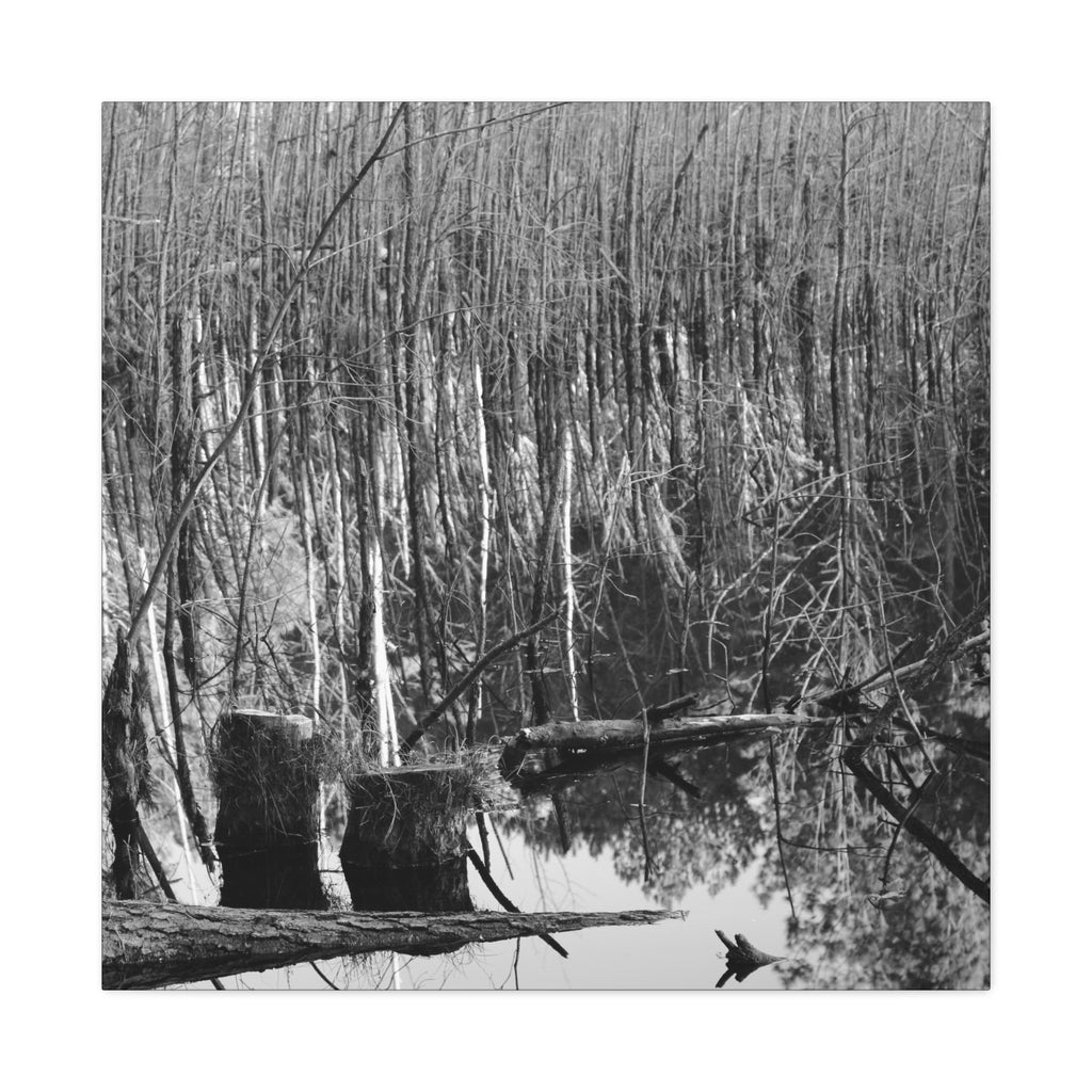 Marsh Stumps Canvas