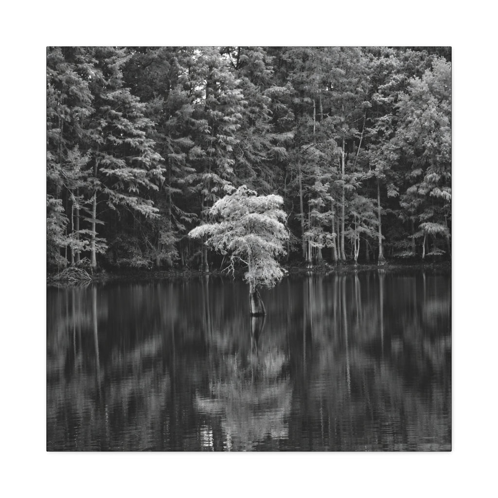 Marsh Solitary Tree Canvas