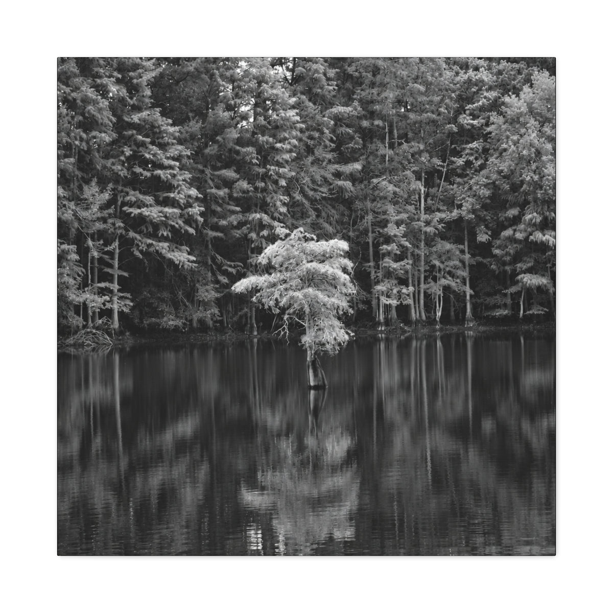 Marsh Solitary Tree Canvas
