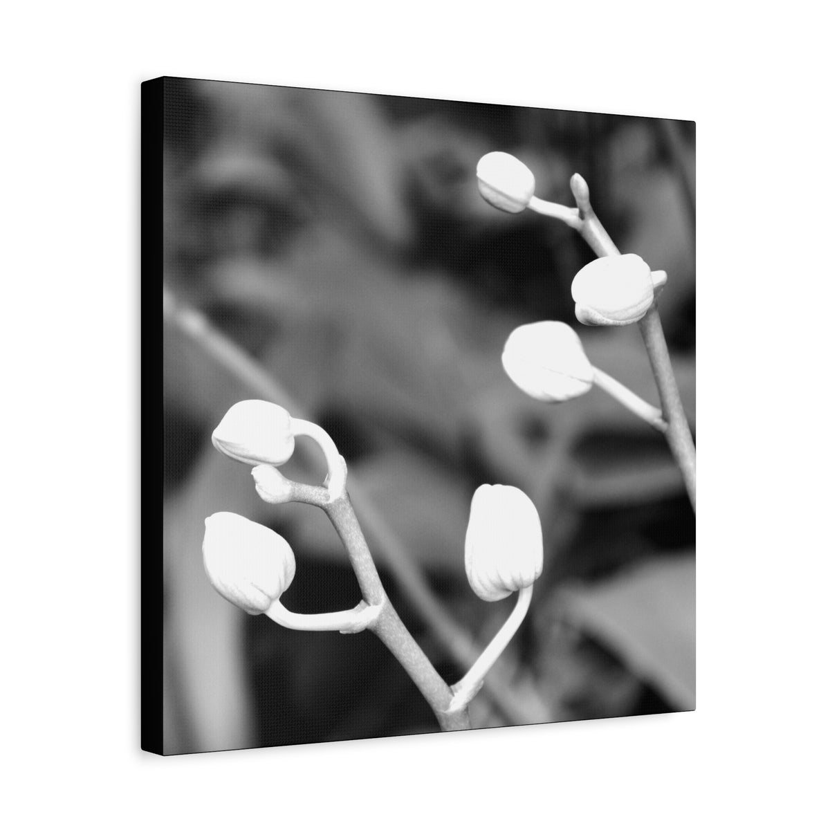 Flower Buds Canvas