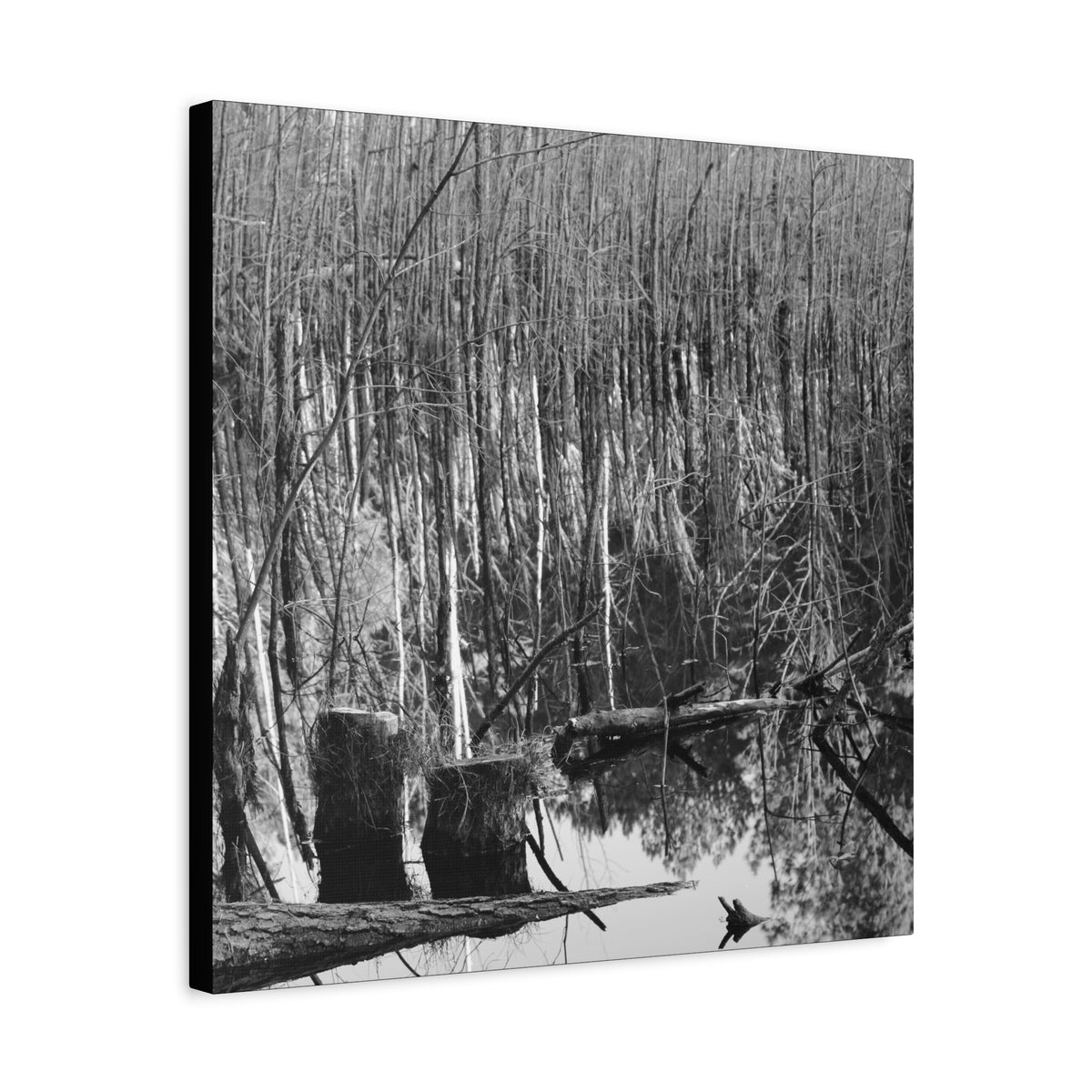 Marsh Stumps Canvas