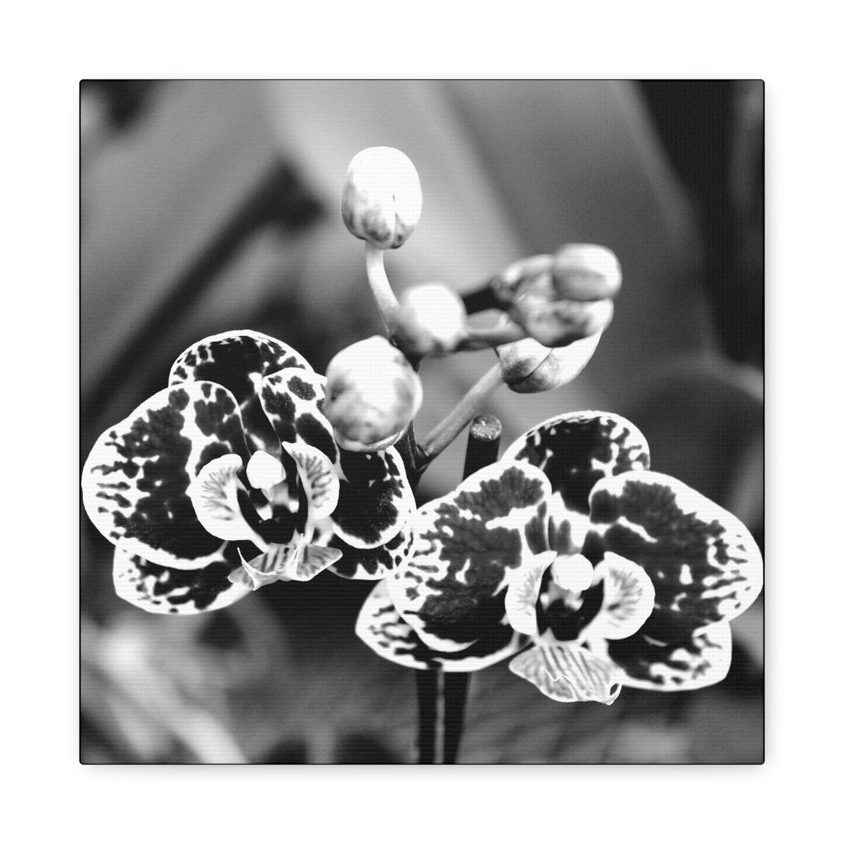 Orchid Pair Canvas 3