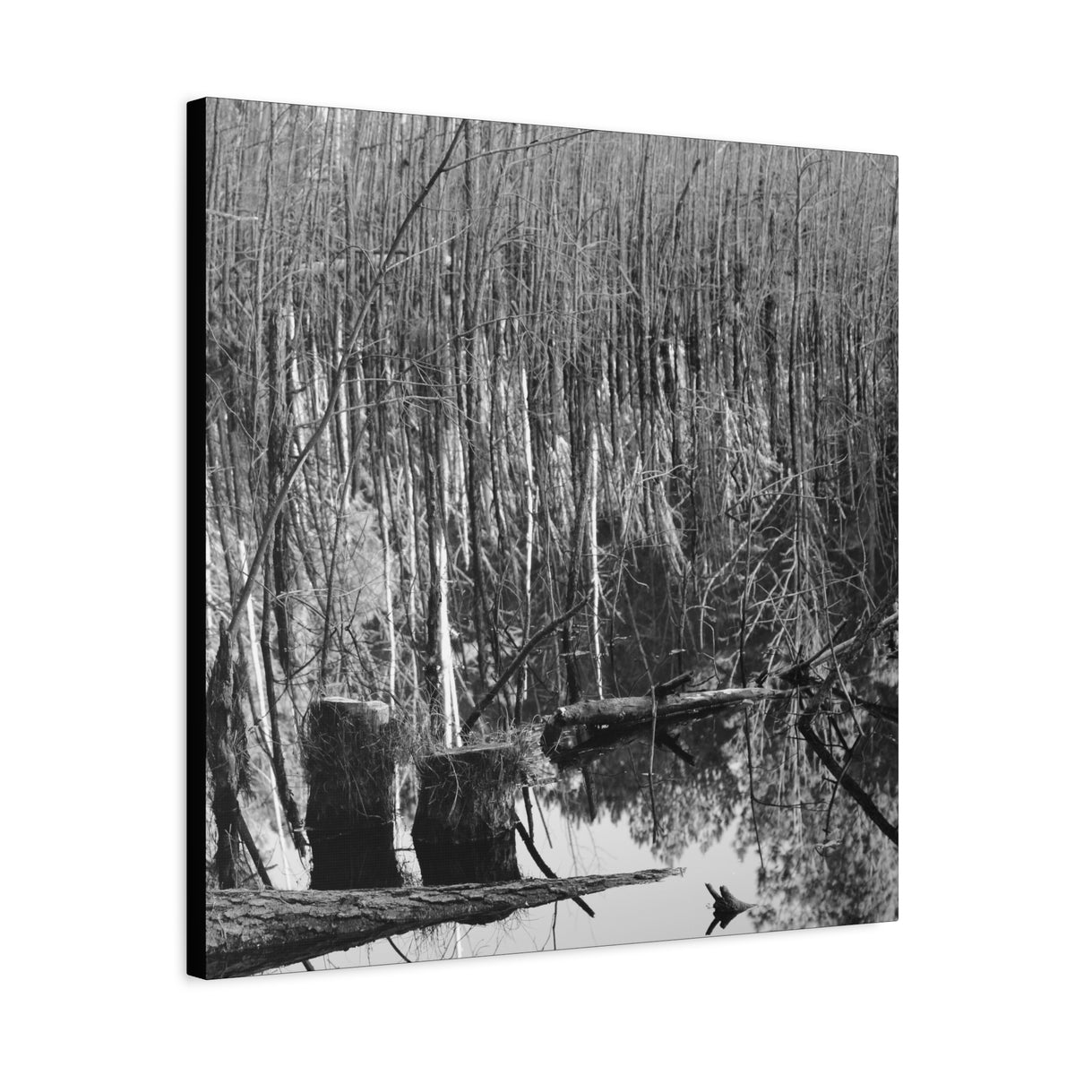 Marsh Stumps Canvas