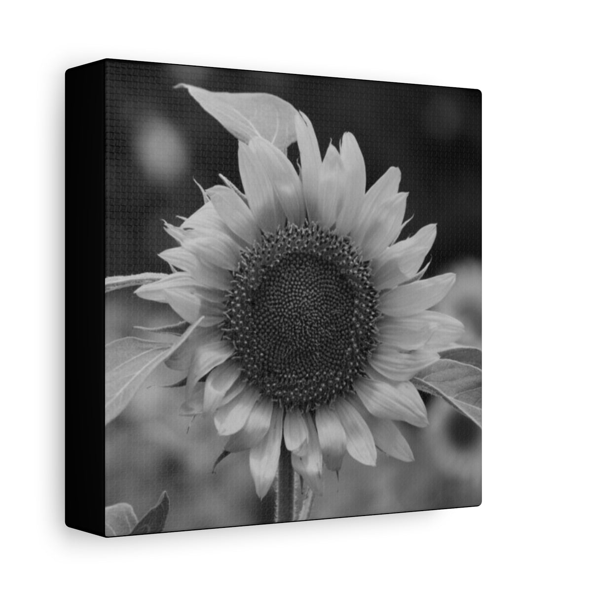 Sunflower Canvas