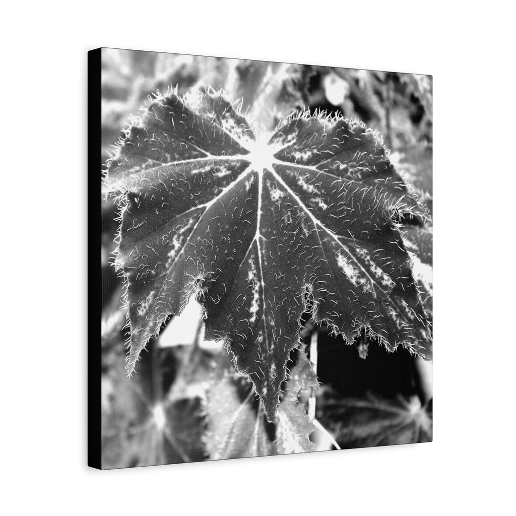 Begonia Leaf Canvas