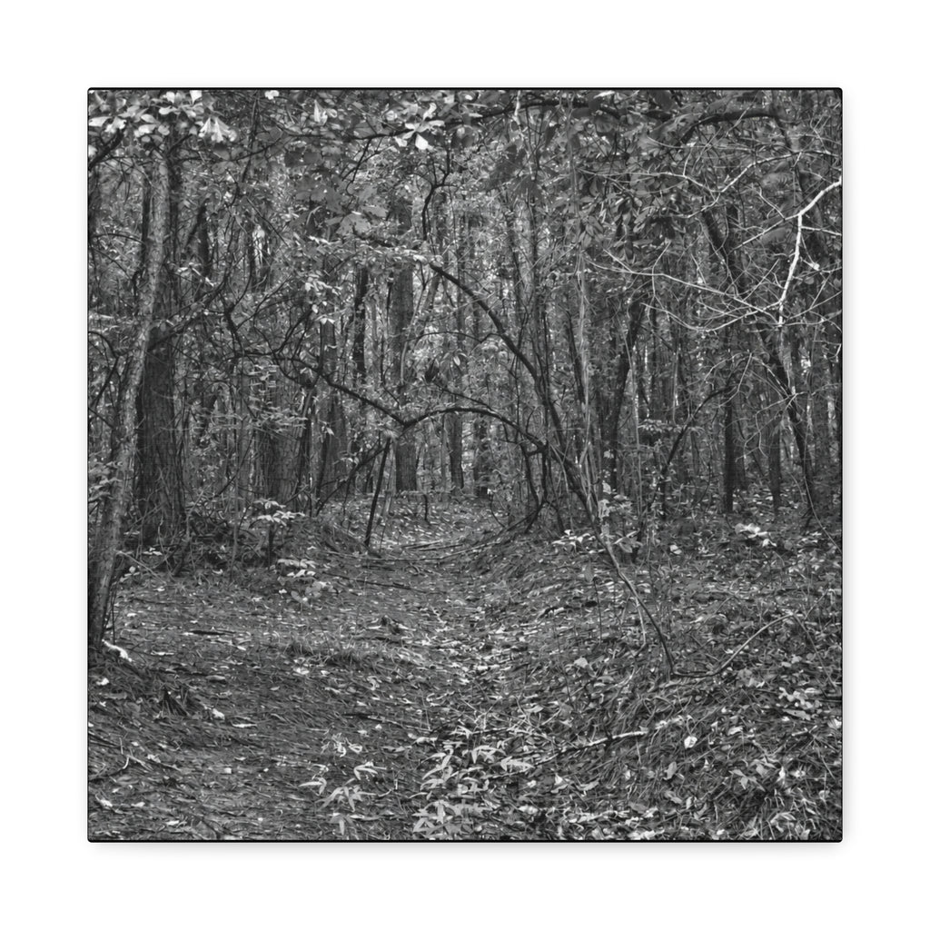 Forest Path Canvas