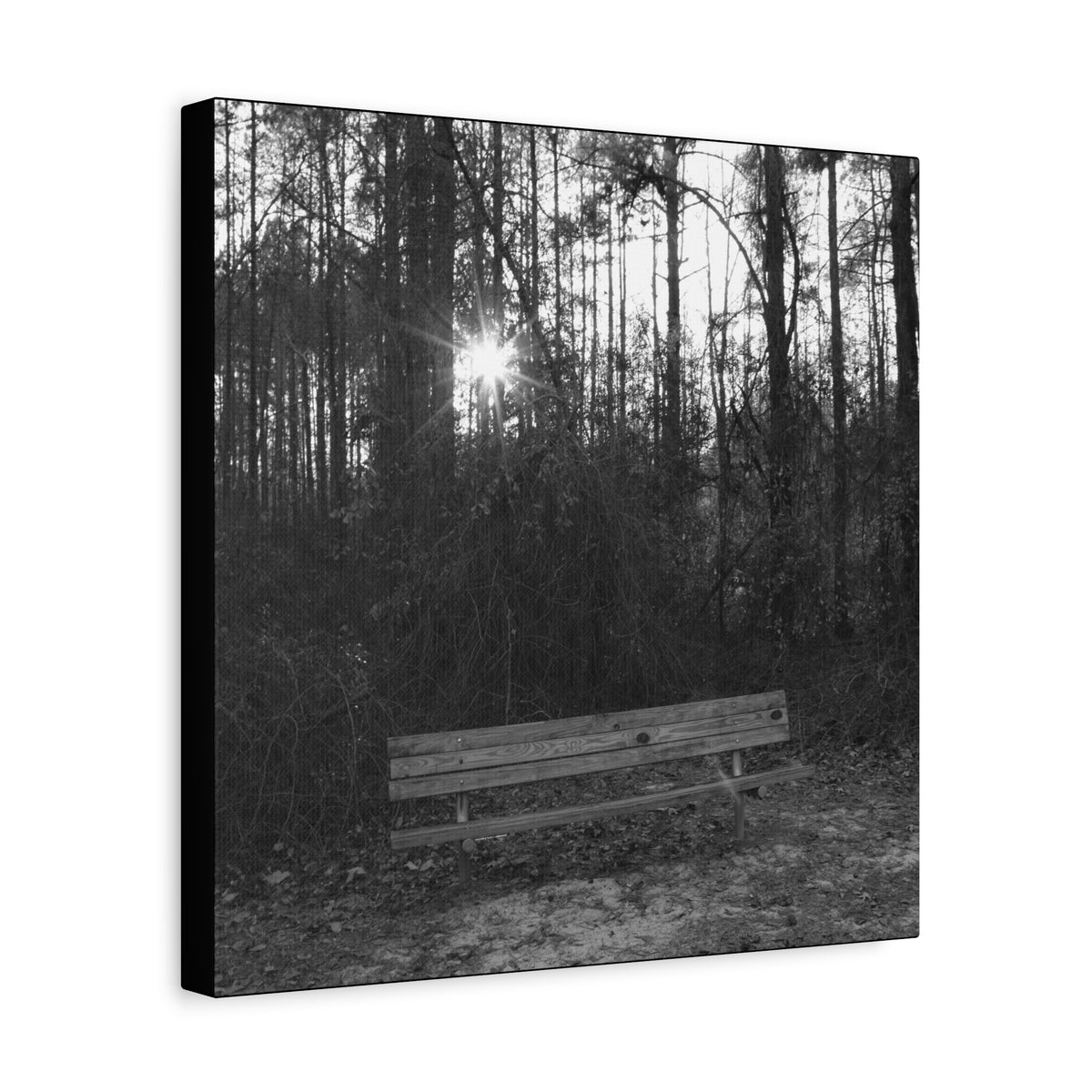 Forest Bench Canvas