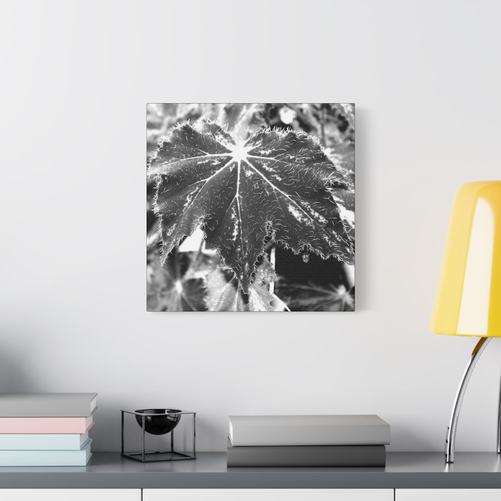Begonia Leaf Canvas