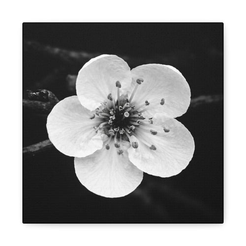 Cherry Blossom Canvas