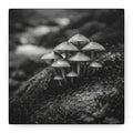 Mushrooms Canvas