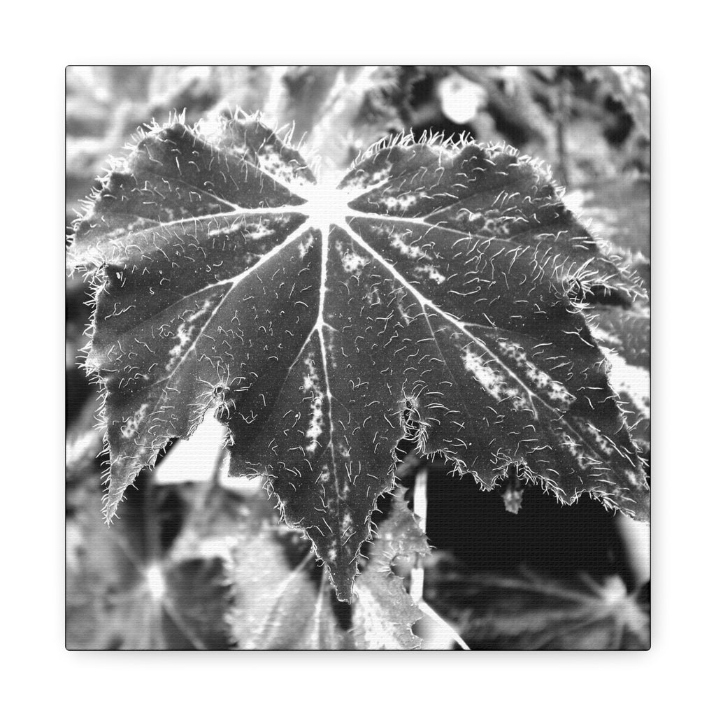 Begonia Leaf Canvas