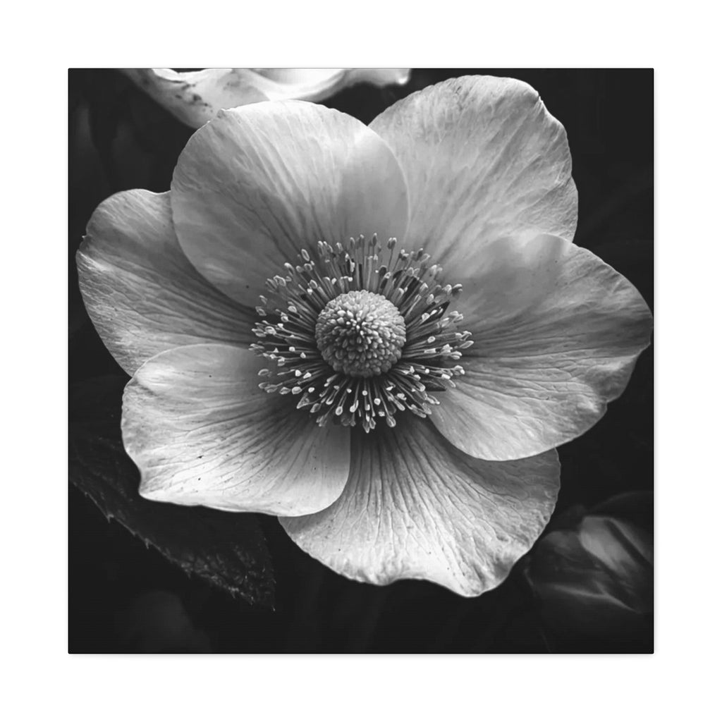 Hellebore Canvas