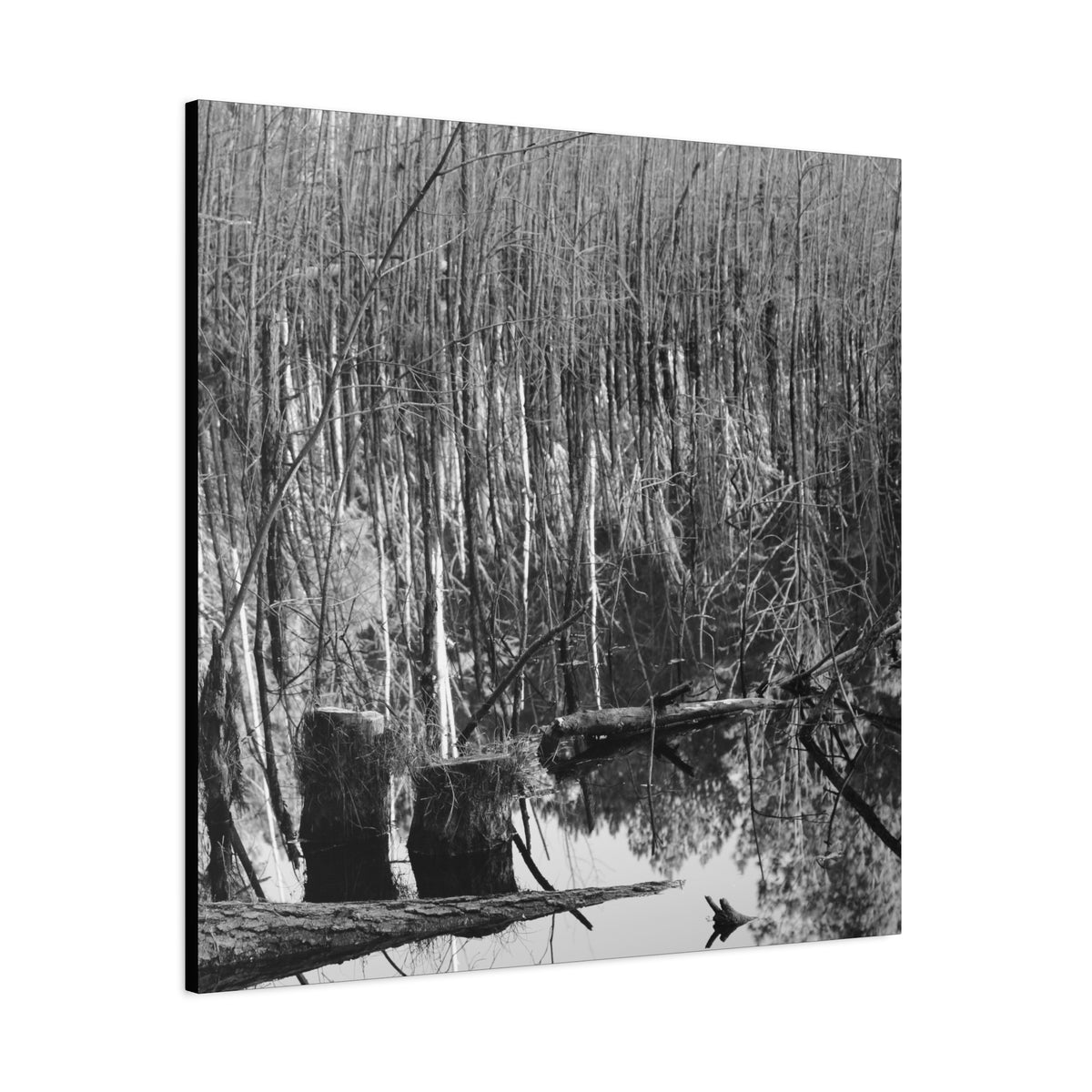 Marsh Stumps Canvas
