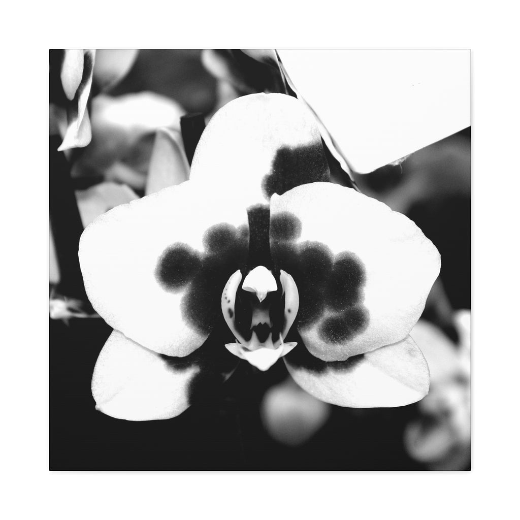 Orchid Canvas 3