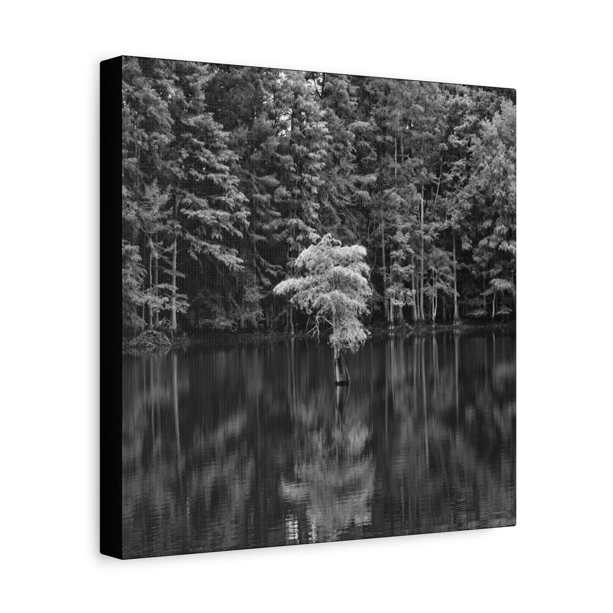 Marsh Solitary Tree Canvas