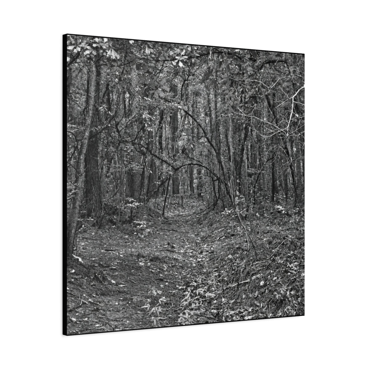 Forest Path Canvas