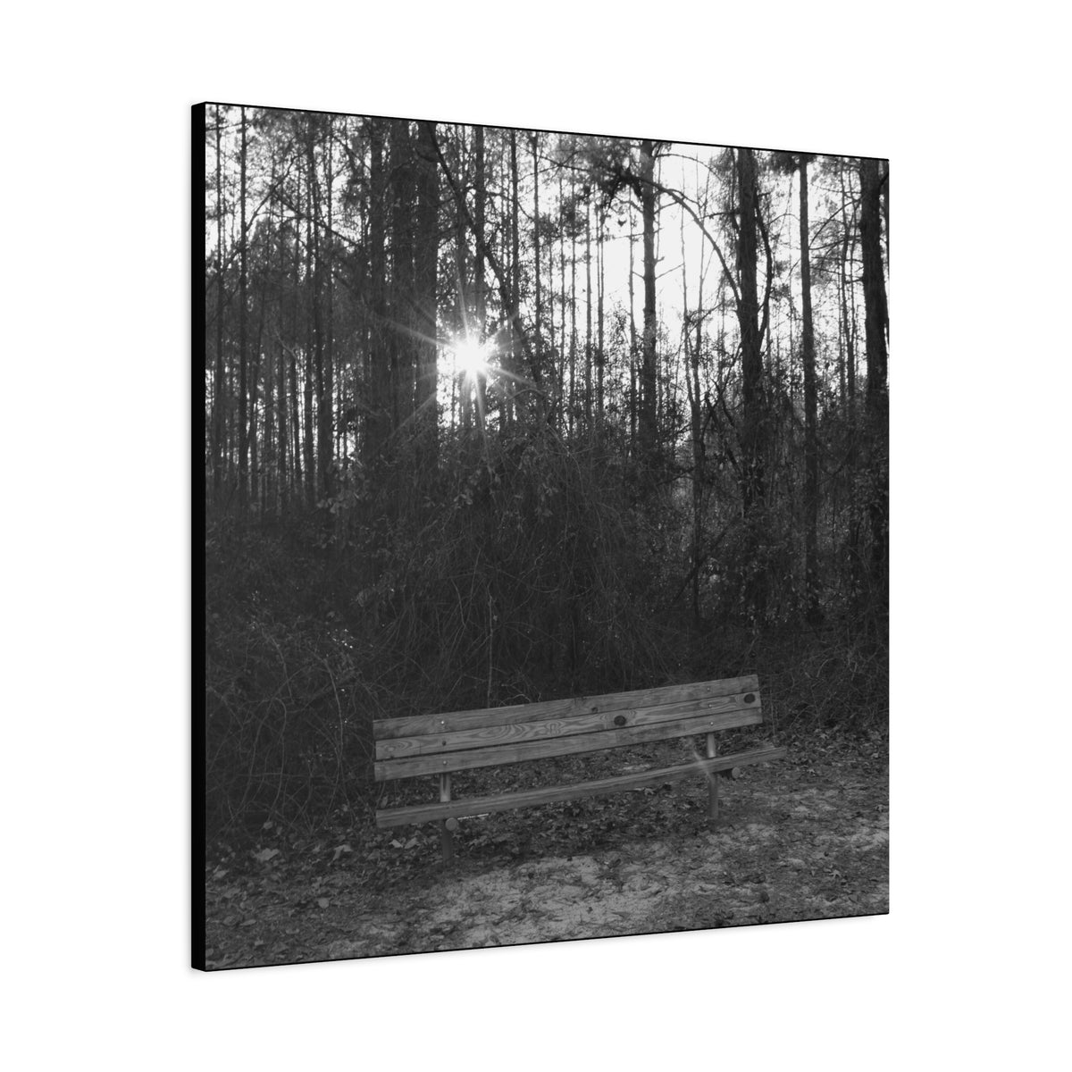 Forest Bench Canvas