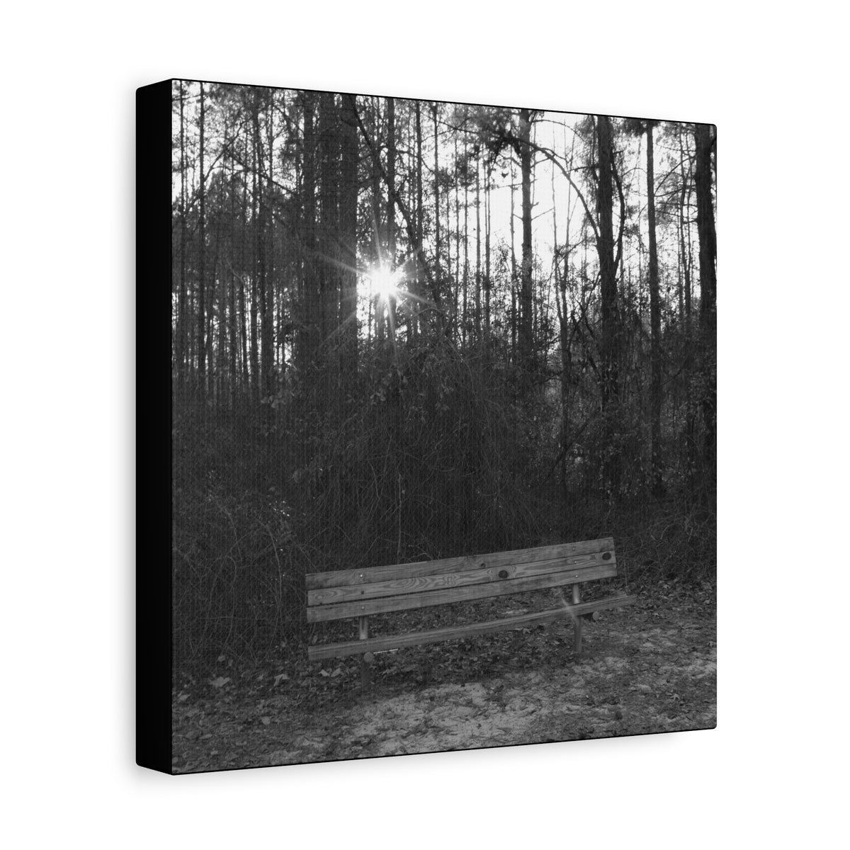 Forest Bench Canvas