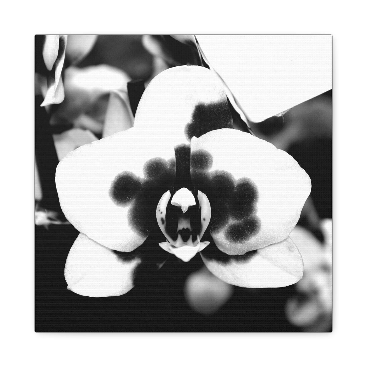 Orchid Canvas 3