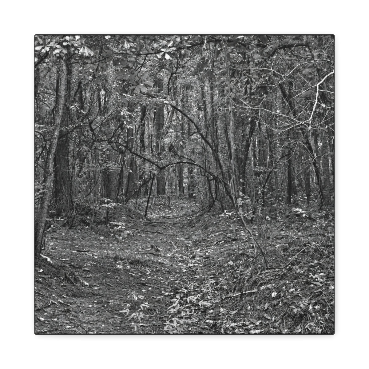 Forest Path Canvas