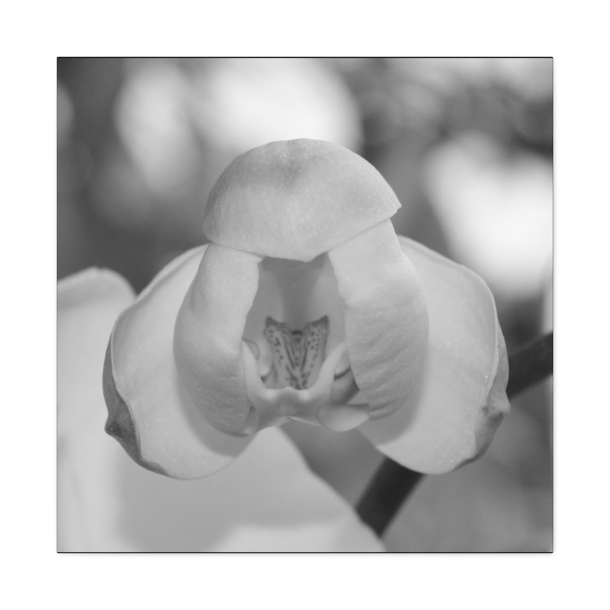 Orchid Budding Canvas