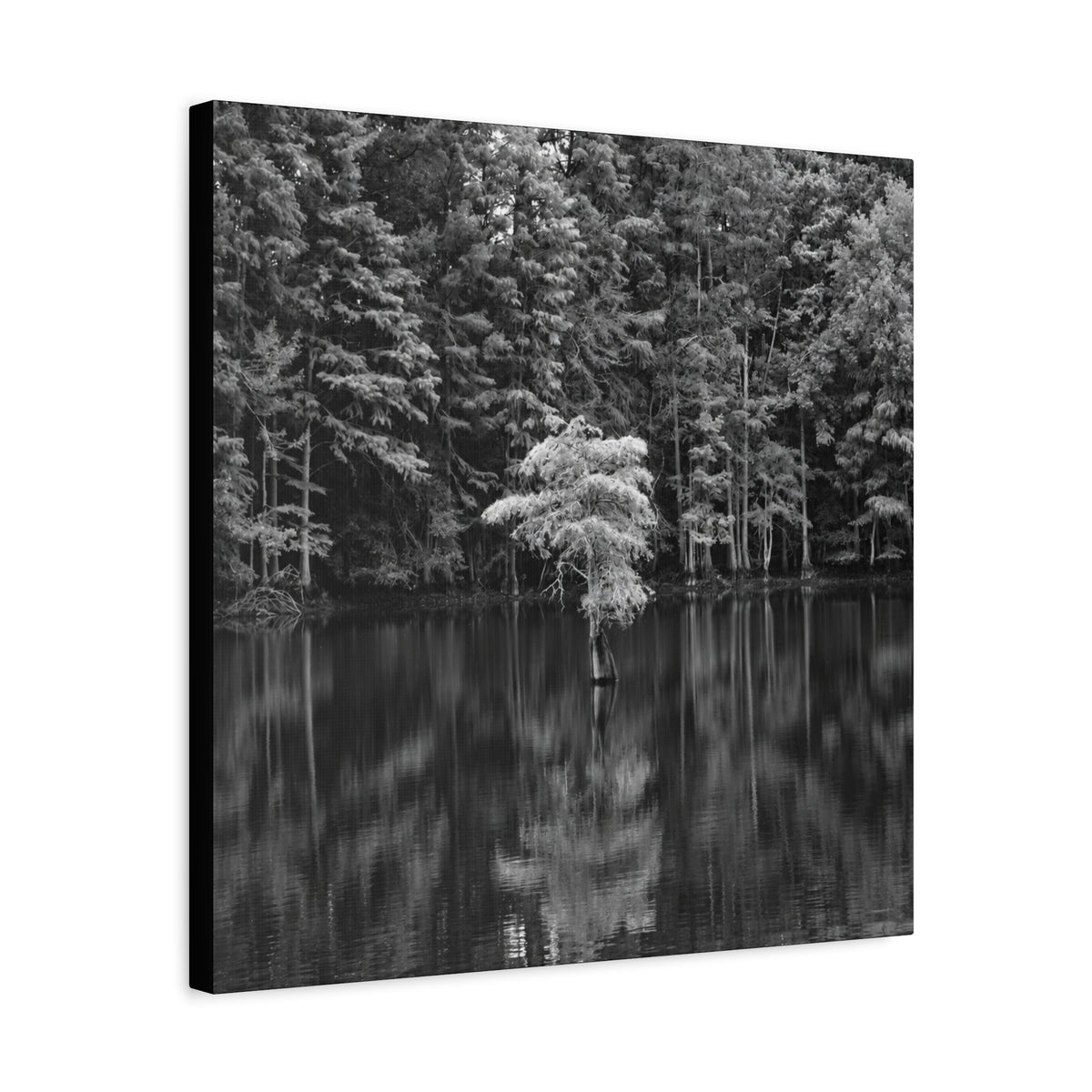Marsh Solitary Tree Canvas