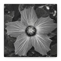 Hibiscus Canvas