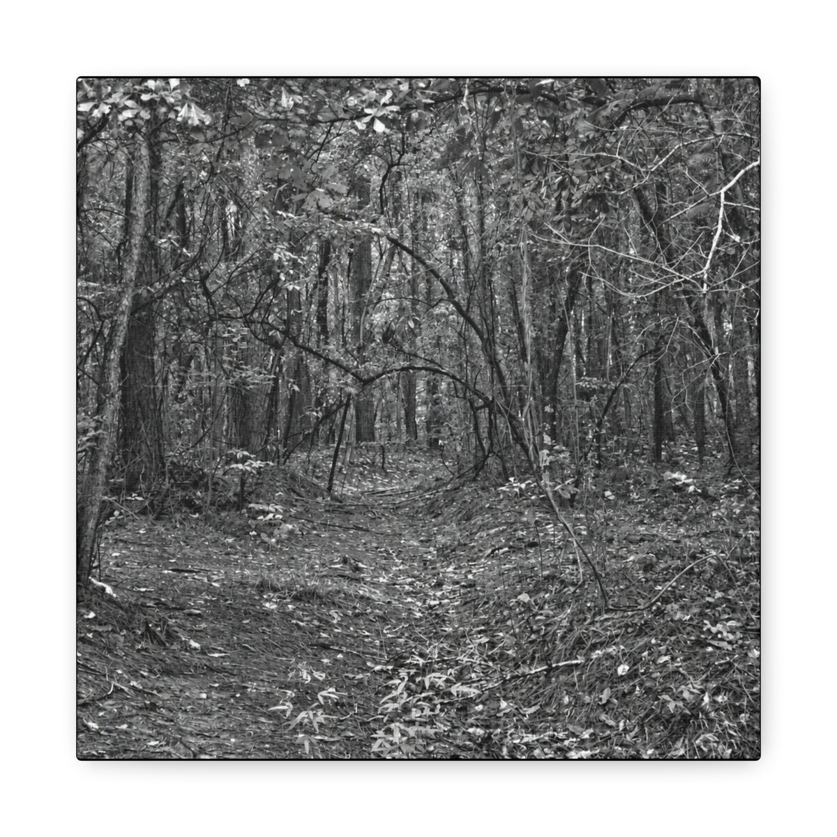 Forest Path Canvas