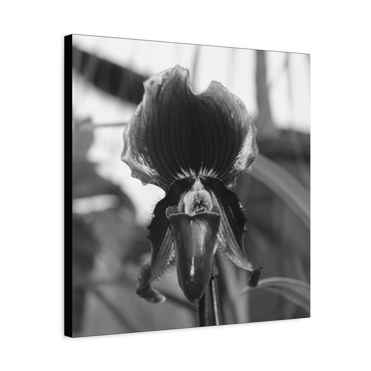 Lady Slipper Canvas 1