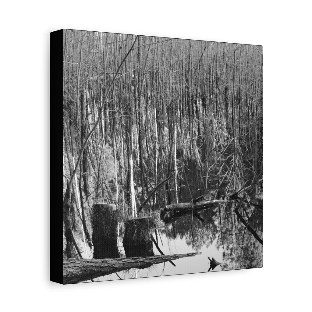 Marsh Stumps Canvas